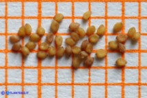 Tuberaria guttata (Fior gallinaccio comune): i semi