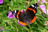 Vanessa atalanta (Vulcano)