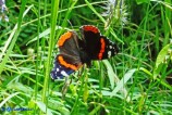 Vanessa atalanta (Vulcano)
