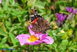 Vanessa atalanta (Vulcano)