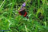 Vanessa atalanta (Vulcano)