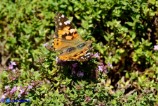Vanessa cardui (Vanessa del cardo)