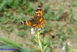 Vanessa cardui (Vanessa del cardo)