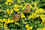 Vanessa cardui (Vanessa del cardo)