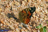 Vanessa cardui (Vanessa del cardo)
