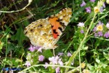 Vanessa cardui (Vanessa del cardo)