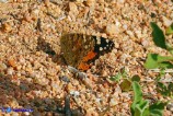 Vanessa cardui (Vanessa del cardo)