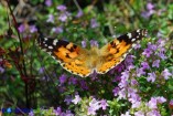 Vanessa cardui (Vanessa del cardo)