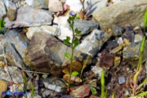 Veronica acinifolia (Veronica acinifoglia)