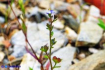 Veronica acinifolia (Veronica acinifoglia)