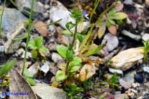 Veronica acinifolia (Veronica acinifoglia)