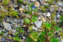 Veronica acinifolia (Veronica acinifoglia)