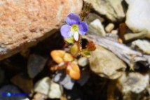 Veronica acinifolia (Veronica acinifoglia)