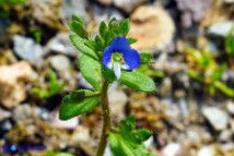 Veronica acinifolia (Veronica acinifoglia)
