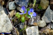 Veronica acinifolia (Veronica acinifoglia)