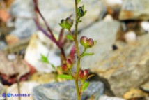Veronica acinifolia (Veronica acinifoglia): i frutti
