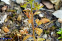 Veronica acinifolia (Veronica acinifoglia): i frutti