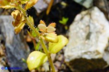 Veronica acinifolia (Veronica acinifoglia): i frutti