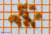 Veronica acinifolia (Veronica acinifoglia): i semi
