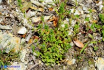 Veronica arvensis (Veronica dei campi)