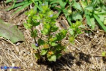 Veronica arvensis (Veronica dei campi)