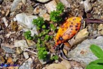 Veronica arvensis (Veronica dei campi)