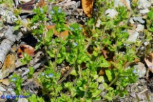 Veronica arvensis (Veronica dei campi)