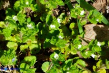 Veronica arvensis (Veronica dei campi)