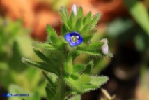 Veronica arvensis (Veronica dei campi)