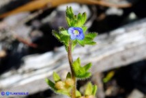 Veronica arvensis (Veronica dei campi)