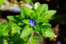 Veronica arvensis (Veronica dei campi)