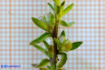 Veronica arvensis (Veronica dei campi)