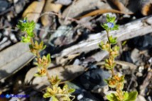Veronica arvensis (Veronica dei campi)