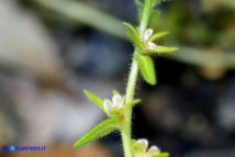 Veronica arvensis (Veronica dei campi)