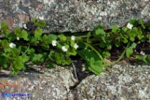 Veronica cymbalaria subsp. cymbalaria (Veronica cimbalaria)
