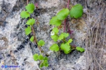 Veronica cymbalaria subsp. cymbalaria (Veronica cimbalaria)