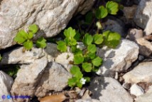 Veronica cymbalaria subsp. cymbalaria (Veronica cimbalaria)