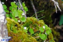 Veronica cymbalaria subsp. cymbalaria (Veronica cimbalaria)