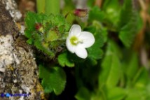Veronica cymbalaria subsp. cymbalaria (Veronica cimbalaria)