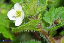 Veronica cymbalaria subsp. cymbalaria (Veronica cimbalaria)