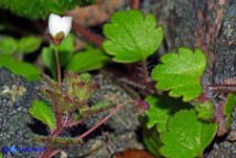 Veronica cymbalaria subsp. cymbalaria (Veronica cimbalaria)