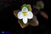 Veronica cymbalaria subsp. cymbalaria (Veronica cimbalaria)