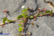 Veronica cymbalaria subsp. cymbalaria (Veronica cimbalaria)