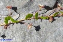 Veronica cymbalaria subsp. cymbalaria (Veronica cimbalaria)