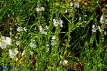 Veronica serpyllifolia (Veronica a foglie di serpillo)
