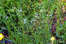 Veronica serpyllifolia (Veronica a foglie di serpillo)