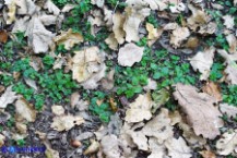 Veronica serpyllifolia (Veronica a foglie di serpillo)