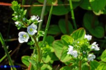 Veronica serpyllifolia (Veronica a foglie di serpillo)