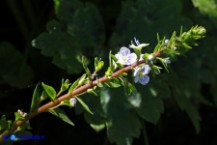 Veronica serpyllifolia (Veronica a foglie di serpillo)
