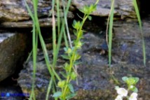Veronica serpyllifolia (Veronica a foglie di serpillo)